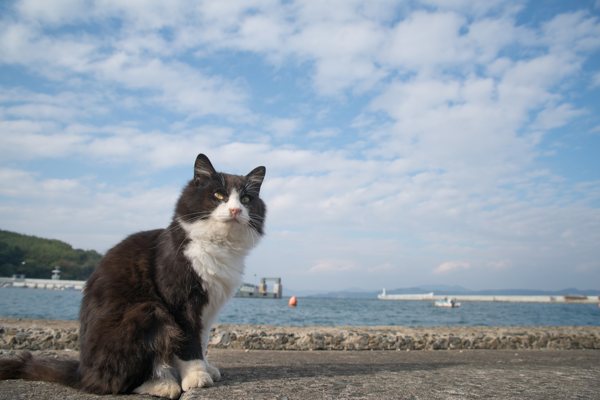 田代島貓咪